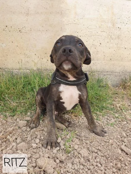 2 Pitbull 6mesi e 1/2splendidi finiti 3mesi fa in canile! BARI