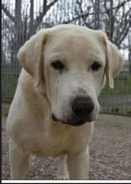 Labrador puro adulto SOS X ADOZIONE MIRACOLOSA! NAPOLI