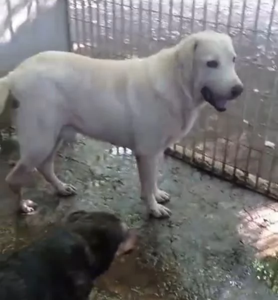 Labrador puro adulto SOS X ADOZIONE MIRACOLOSA! NAPOLI | Foto 3