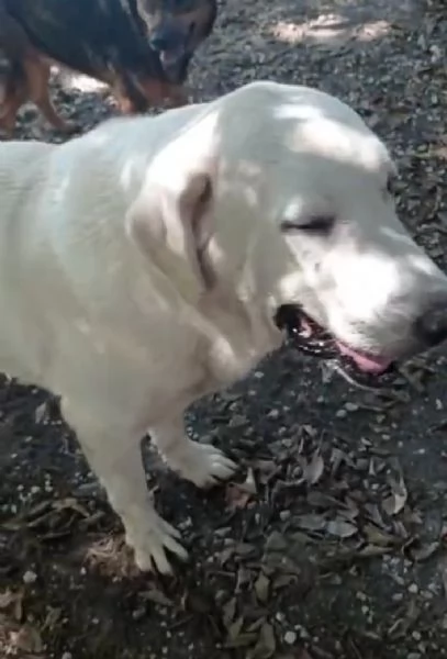 Labrador puro adulto SOS X ADOZIONE MIRACOLOSA! NAPOLI | Foto 2