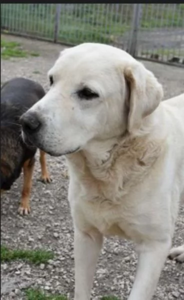 Labrador puro adulto SOS X ADOZIONE MIRACOLOSA! NAPOLI | Foto 1