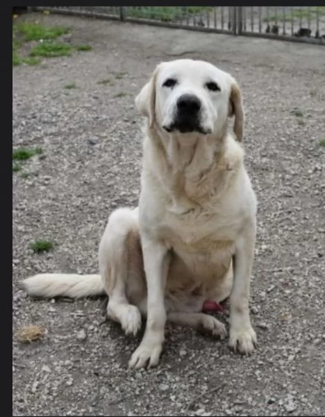 Labrador puro adulto SOS X ADOZIONE MIRACOLOSA! NAPOLI | Foto 0