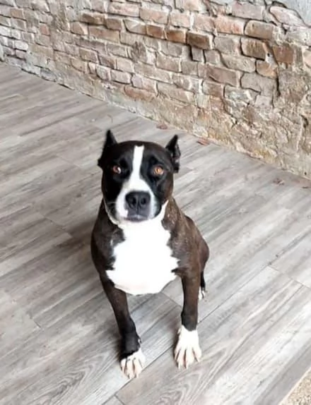 Amstaff 5anni buonissimo (cozza!)dalla catena al box.PIACENZA