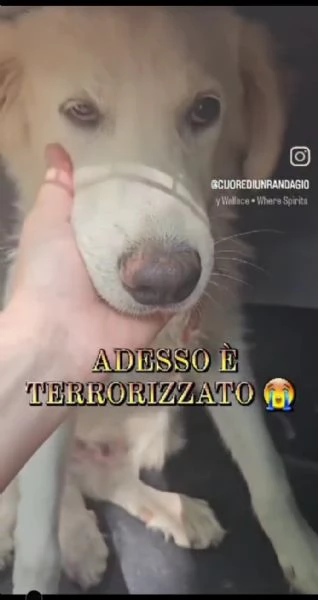 Teddy 5mesi NESSUNA RICHIESTA  URGE CASA ABRUZZO | Foto 3