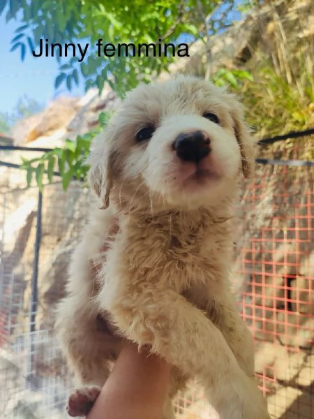 Cuccioli 3mesi  tg medio grandi SOS SICILIA | Foto 0