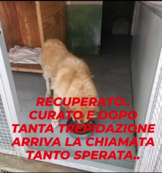 Mix Pastore 2anni,picchiato,ha perso 1occhio.VOGHERA(PV) | Foto 6