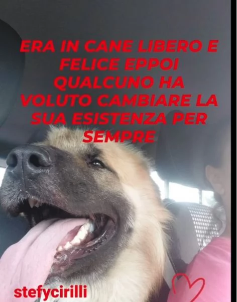 Mix Pastore 2anni,picchiato,ha perso 1occhio.VOGHERA(PV) | Foto 5