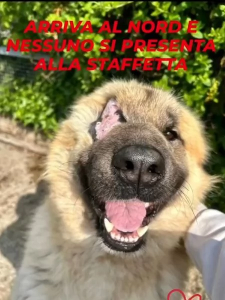 Mix Pastore 2anni,picchiato,ha perso 1occhio.VOGHERA(PV) | Foto 3