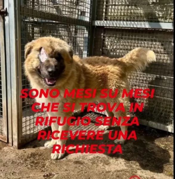 Mix Pastore 2anni,picchiato,ha perso 1occhio.VOGHERA(PV) | Foto 2