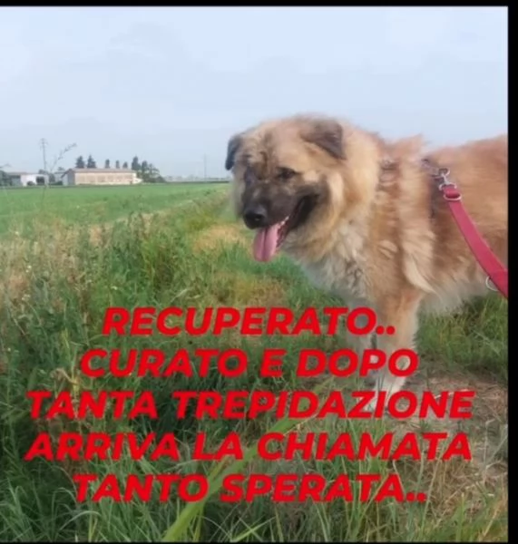 Mix Pastore 2anni,picchiato,ha perso 1occhio.VOGHERA(PV)