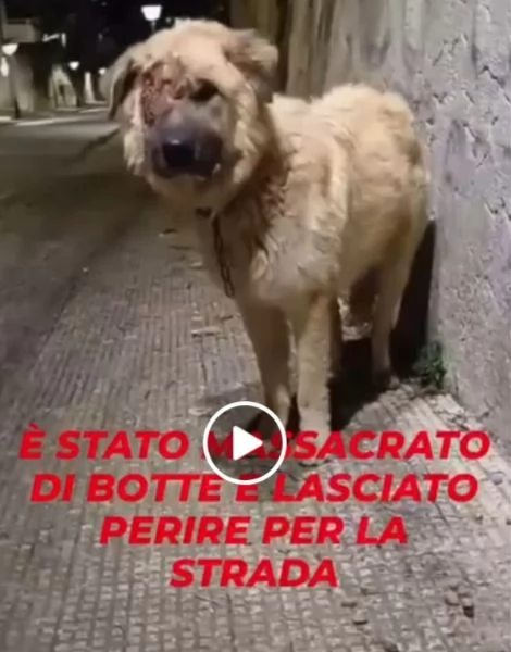 Mix Pastore 2anni,picchiato,ha perso 1occhio.VOGHERA(PV) | Foto 0