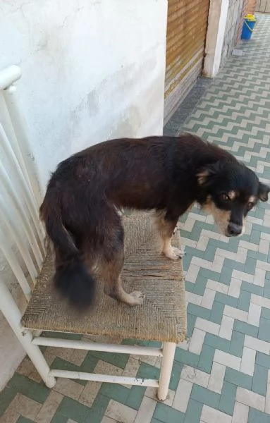 Toby 11anni tg piccola rimasto senza padrone. NOVARA