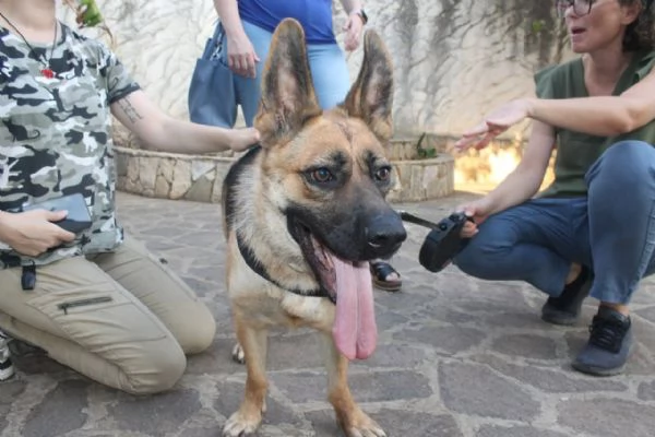 Pastore Tedesco 2anni scartata xchè  CIECA E SORDA!ROMA | Foto 3