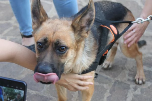 Pastore Tedesco 2anni scartata xchè  CIECA E SORDA!ROMA | Foto 2