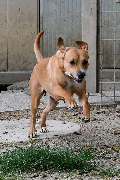 Mix Labrador femmina 4anni URGE CASA EMILIA ROMAGNA | Foto 1