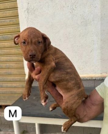 Tanti cuccioli di Pitbull 3mesi DA SALVARE!EMERGENZA COSENZA 