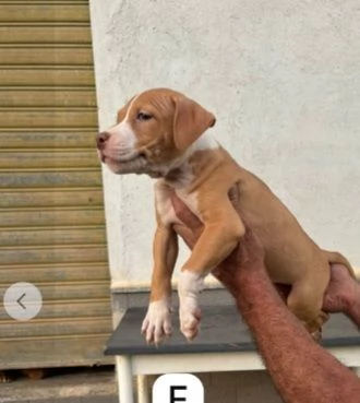 Tanti cuccioli di Pitbull 3mesi DA SALVARE!EMERGENZA COSENZA  | Foto 3