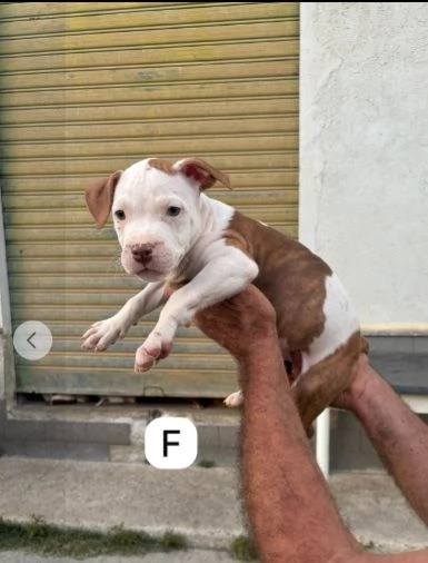 Tanti cuccioli di Pitbull 3mesi DA SALVARE!EMERGENZA COSENZA  | Foto 2