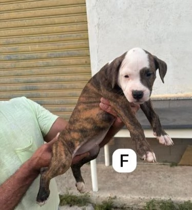 Tanti cuccioli di Pitbull 3mesi DA SALVARE!EMERGENZA COSENZA  | Foto 1