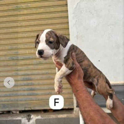 Tanti cuccioli di Pitbull 3mesi DA SALVARE!EMERGENZA COSENZA  | Foto 0