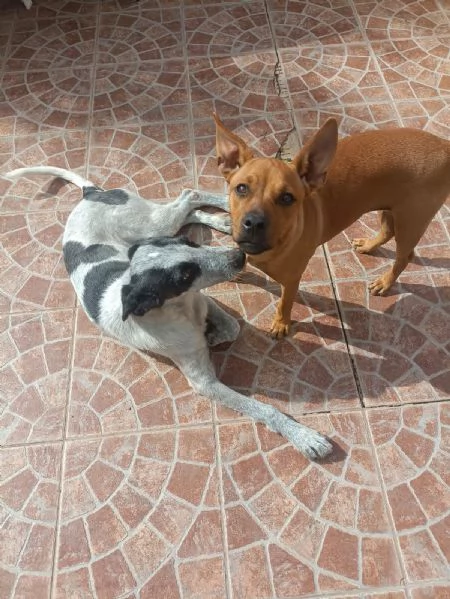 Simil Pinscher femmina medio piccola 7mesi miele SUD | Foto 0