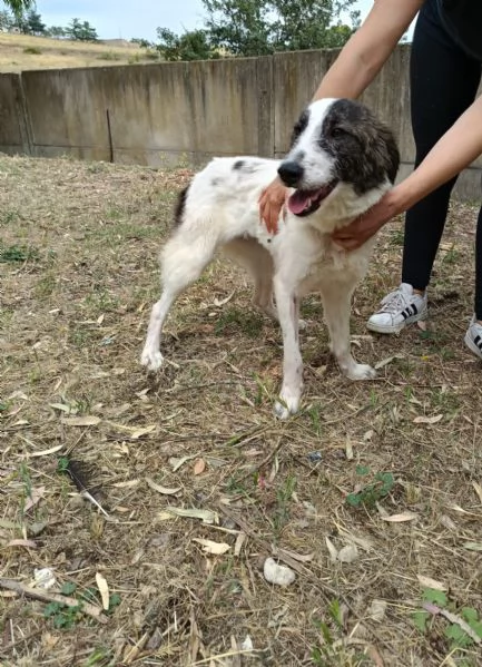 Bonnie femmina 16mesi kg12 salvata mesi fa.SARDEGNA