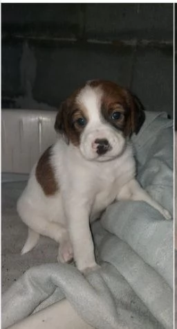 Cuccioli 1mese mix Beagle/Segugio presto pronti. SUD