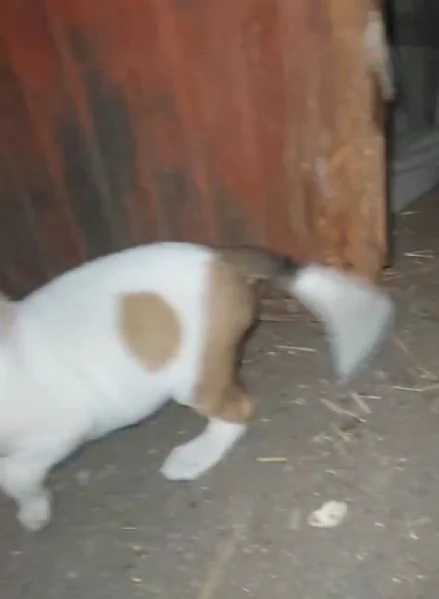 Cuccioli quasi 2mesi mix Beagle/Segugio presto pronti. SUD | Foto 4