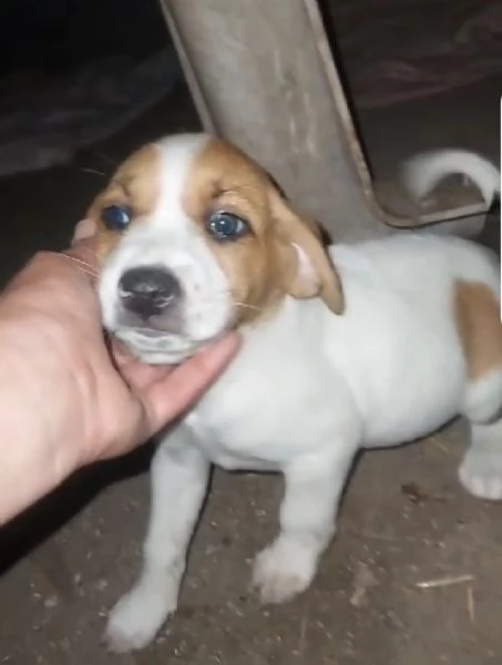 Cuccioli quasi 2mesi mix Beagle/Segugio presto pronti. SUD | Foto 0