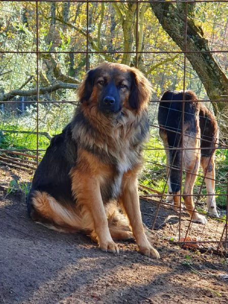 Cesare 4/5anni aspetta casa da due anni Roma | Foto 5