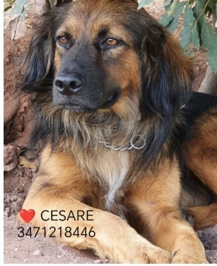 Cesare 4/5anni aspetta casa da due anni Roma | Foto 2