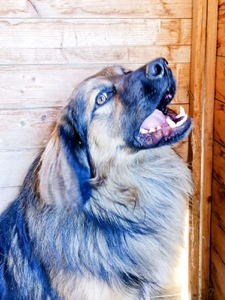 Cesare 4/5anni aspetta casa da due anni Roma | Foto 1