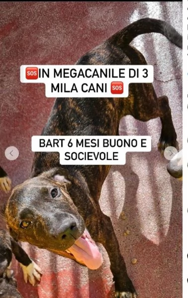 Bart  mix Amstaff tigrato 6mesi entrato a 2mesi in 1lager