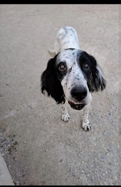 Setter 10anni ipovedente URGENTE ADOZIONE BRESCIA  | Foto 0