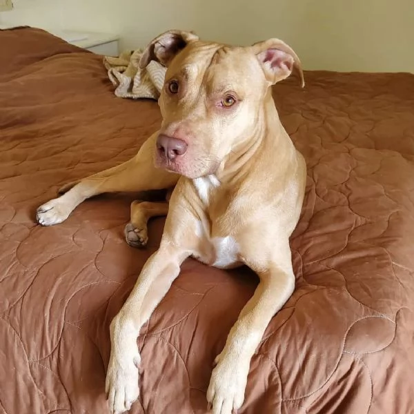 Pitbull Red Nose 6anni buonissimo! LECCO URGENTE | Foto 2