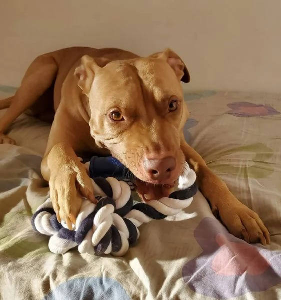 Pitbull Red Nose 6anni buonissimo! LECCO URGENTE | Foto 0