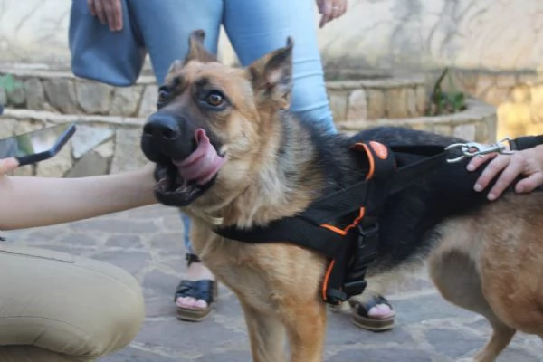 Pastore Tedesco 2anni scartata xchè CIECA E SORDA! SUD | Foto 1