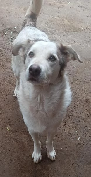 Basiglio quasi 4anni kg28 salvato da 1lager calabrese. | Foto 0