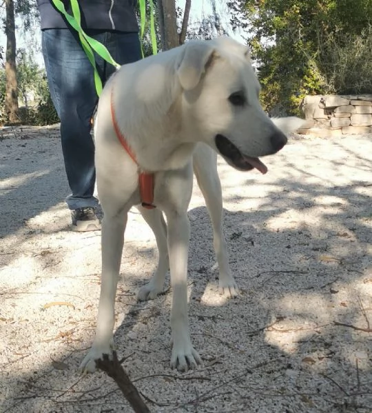 Ultimi 2cucciolotti cresciuti,1anno SENZA RICHIESTE!PUGLIA SOS | Foto 3