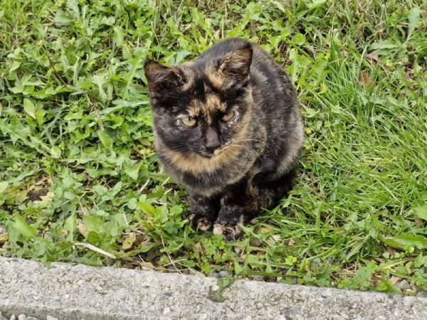 3micini 3mesi URGONO CASA! VOGHERA(PV)