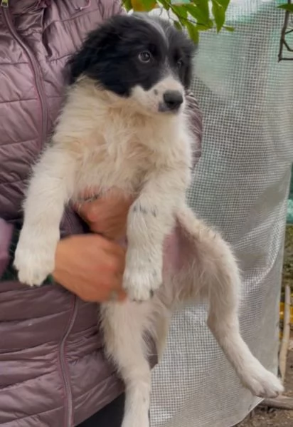 Cuccioli 3mesi papà Border Collie bellissimi. FOGGIA