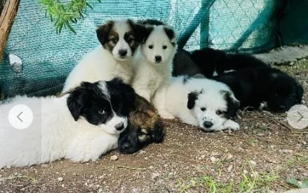 Cuccioli 3mesi papà Border Collie bellissimi. FOGGIA | Foto 6