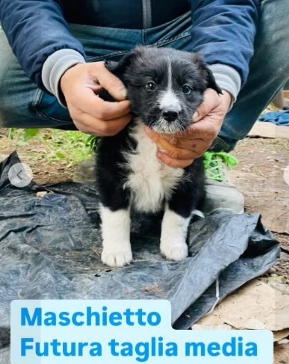 Cuccioli 3mesi papà Border Collie bellissimi. FOGGIA | Foto 5