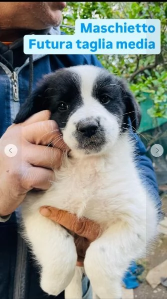 Cuccioli 3mesi papà Border Collie bellissimi. FOGGIA | Foto 4