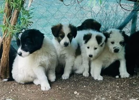 Cuccioli 3mesi papà Border Collie bellissimi. FOGGIA | Foto 3