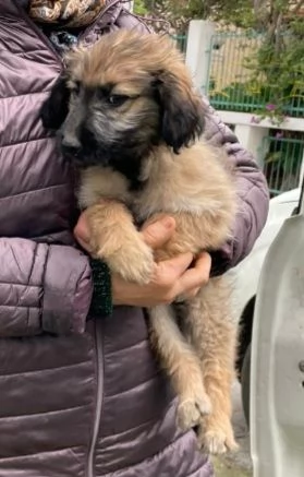 Cuccioli 3mesi papà Border Collie bellissimi. FOGGIA | Foto 2