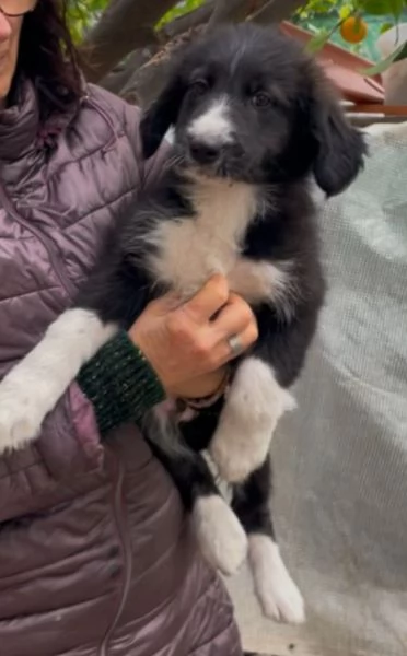 Cuccioli 3mesi papà Border Collie bellissimi. FOGGIA | Foto 1