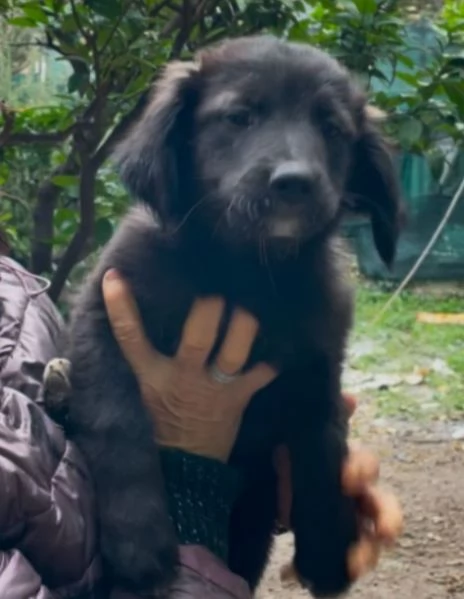 Cuccioli 3mesi papà Border Collie bellissimi. FOGGIA | Foto 0