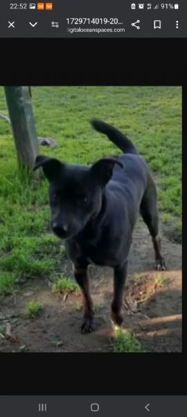 Peppino nero 4anni salvato 2anni fa!!  NAPOLI SOS URGENTE