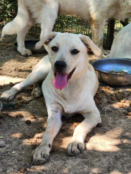 Rufus 7mesi ultimo cucciolo senza richieste! CALABRIA | Foto 5